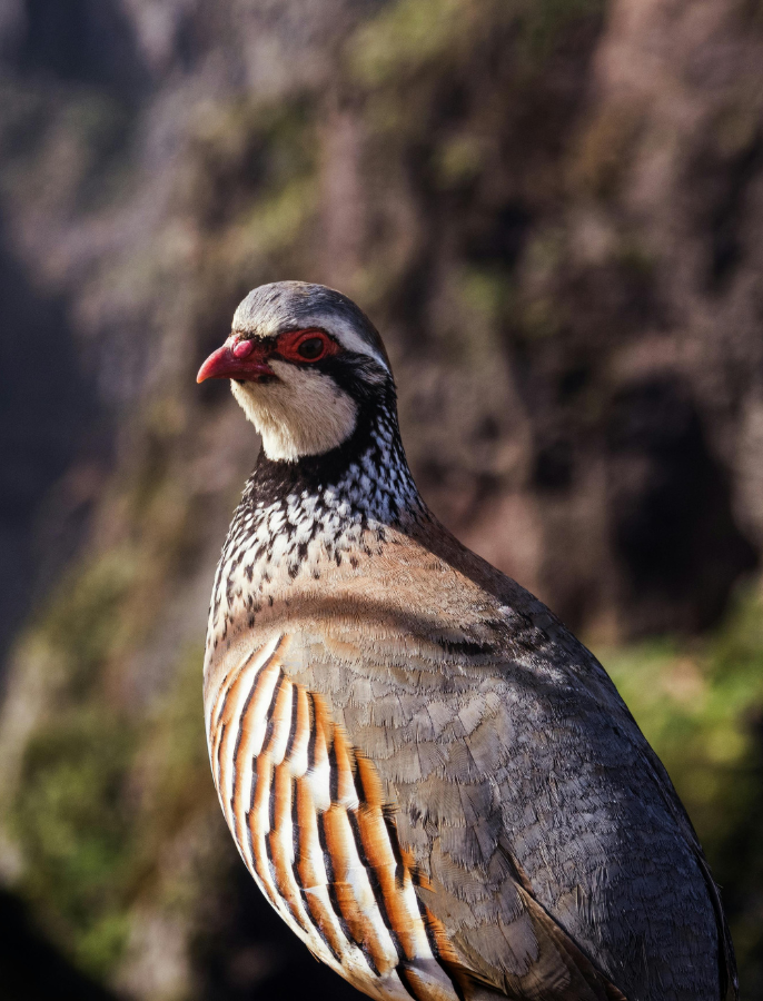 Spanish vs French Partridges - ClayDays | ClayDays